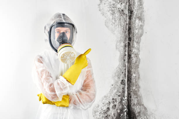 Best Mold Damage Restoration  in USA